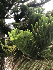 Araucaria heterophylla