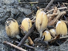 Coprinellus bipellis