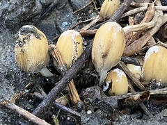 Coprinellus bipellis