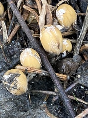 Coprinellus bipellis