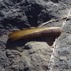 Ensis