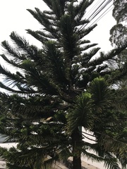 Araucaria heterophylla