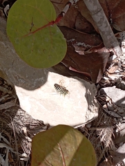 Stictia signata