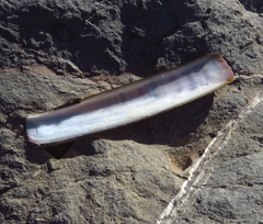 Ensis