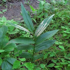 Liriomyza smilacinae