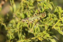 Bootettix argentatus