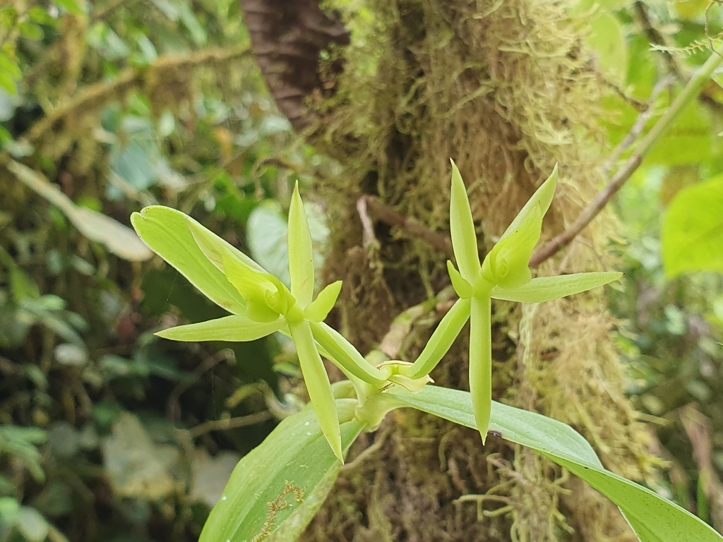 Epidendrum marsupiale F.Lehm. & Kraenzl. 2