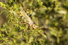 Bootettix argentatus