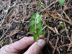 Botrychium crenulatum