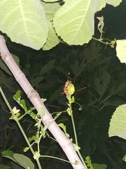 Holhymenia histrio