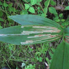 Liriomyza smilacinae