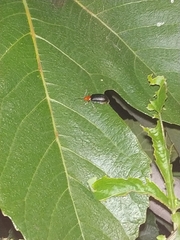 Cacoscelis nigripennis
