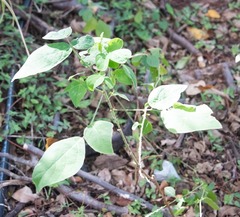 Malvaviscus arboreus