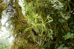 Epidendrum marsupiale