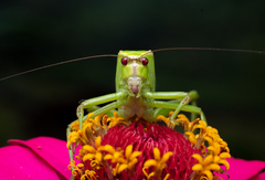 Stilpnochlora