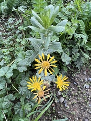Grindelia hirsutula