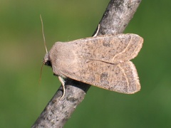 Orthosia gracilis