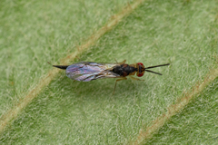 Bephrata