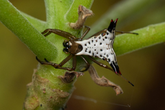 Micrathena lucasi