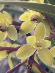 Cymbidium suave