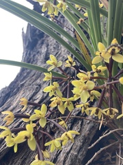 Cymbidium suave