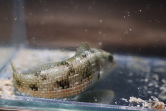 Halichoeres miniatus