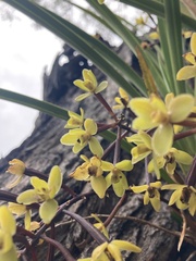 Cymbidium suave