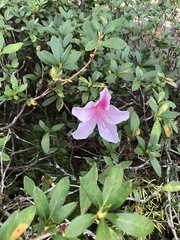Rhododendron indicum