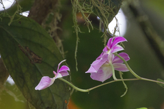 Miltoniopsis bismarkii