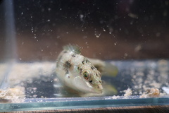 Halichoeres miniatus