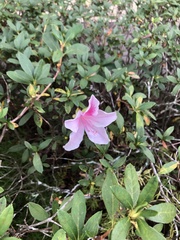 Rhododendron indicum