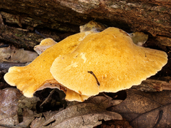 Buglossoporus quercinus