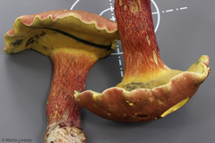 Baorangia