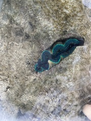 Tridacna crocea