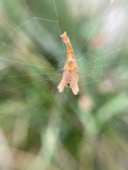 Arachnura