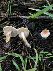 Lepiota castaneidisca