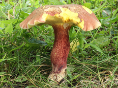 Baorangia