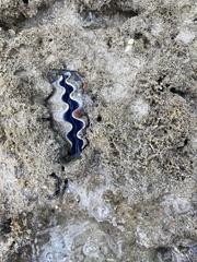 Tridacna crocea