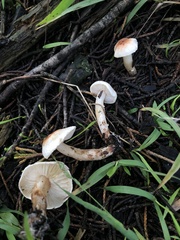 Lepiota castaneidisca