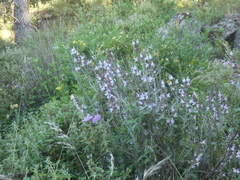 Salvia fruticosa