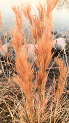 Andropogon glomeratus
