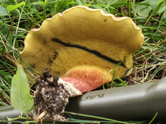 Baorangia