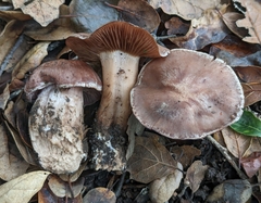 Cortinarius ohlone