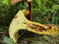 Baorangia