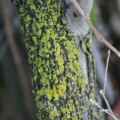 Xanthomendoza fallax