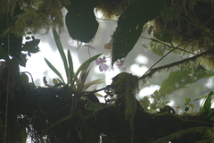 Miltoniopsis bismarkii