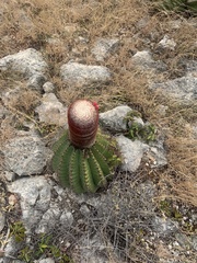 Melocactus intortus