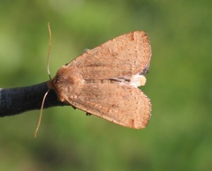 Conistra erythrocephala