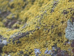 Candelariella rosulans