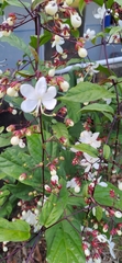 Clerodendrum schmidtii